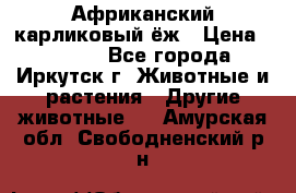 Африканский карликовый ёж › Цена ­ 6 000 - Все города, Иркутск г. Животные и растения » Другие животные   . Амурская обл.,Свободненский р-н